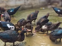 Ducks — foto 3