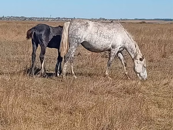 Faras dhaddig, Horses — Kasaakhistaan