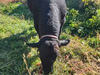 Cow, Aberdeen-Angus — photo 2