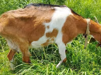 Buk, Saanen goat — foto 6