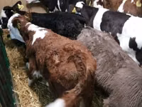 Үхэр (бүлэг, хүйс заагаагүй), Russian Black pied cattle — 2 зураг