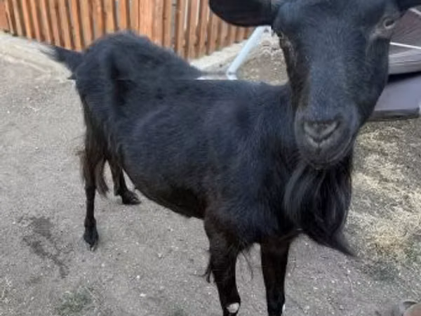 Goat, Goats — Hungary