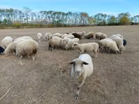 Får, Merino sheep — foto 3