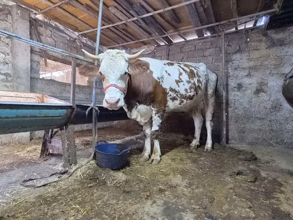 Cow, Simmental cattle — Uzbekistan
