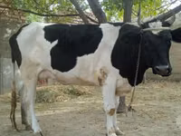 Lo’, Russian Black pied cattle — sawirka 3