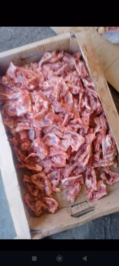 It pişik üçün hər gün sifeji