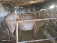 Mare, Horses — photo 2