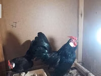 Chickens — عکس 5