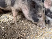 ወንድ አሣማ, Pigs — ፎቶ 2