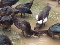 Ducks — foto 7