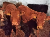 Bovini (lotto, sesso non specificato), Mucca limousine — foto 1