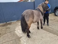 Aygır, Atlar — foto 1