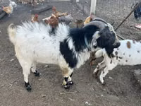 بز نر, Nigerian dwarf goats — عکس 2