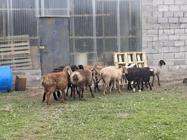 Koç, Rhon sheep
