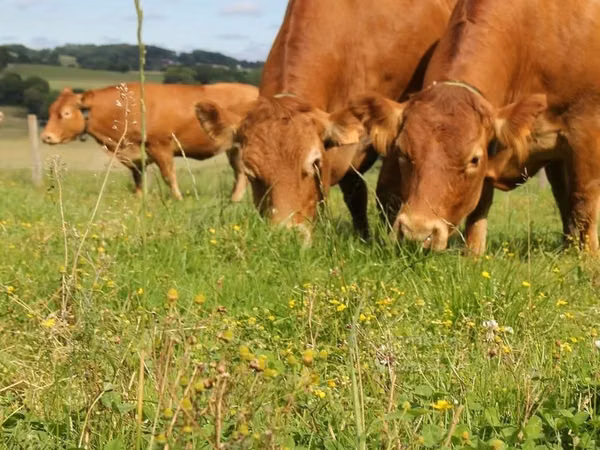 Bull, Limousin cow — United Kingdom