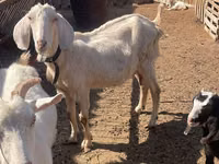 Goat, Nubian Goat — photo 7