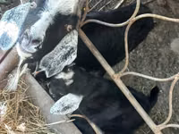 Goat, Goats — photo 1