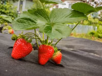 Агроволокно чёрное мульчирующее, Agrofibre (Agril) negru de mulcire — ፎቶ 5