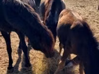 Mare, Horses — photo 1