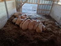 Porcs (lot, sexe non indiqué) — photo 1