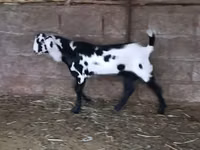 Billy Goat, Goats — photo 3