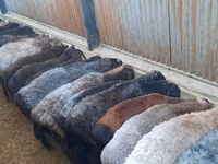 Ram, Sheep — photo 2