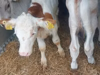 Bika, Simmental cattle — 2. fotó