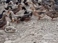 Ducks — fotografija 4