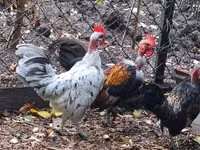Chickens — foto 2