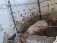 Biri-biri betina, Sheep — foto 1