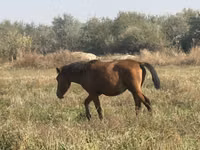 Cavalla, Horse breed — foto 2