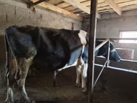 Cow, Russian Black pied cattle — photo 3
