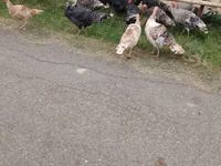 Turkeys — zdjęcie 5