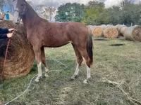 Кобила, Dutch warmblood horse — снимка 5