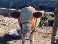 सांड, Simmental cattle — फ़ोटो 2