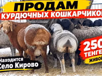Bull, White-headed Ukrainian — photo 3