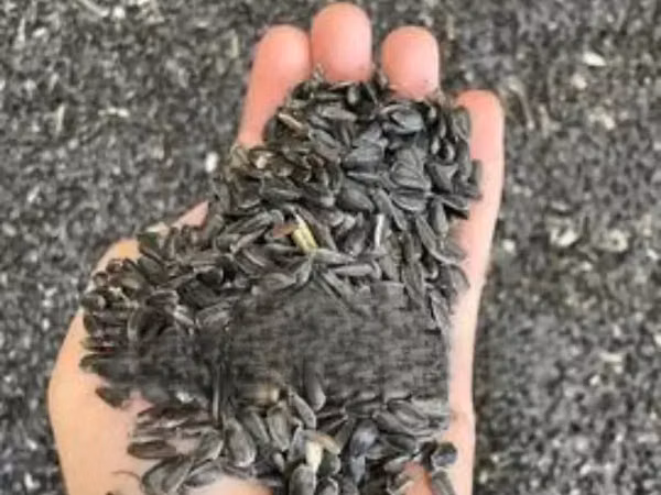 Sunflower Seeds