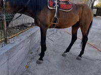 Horse (M), Thoroughbred horse — photo 3