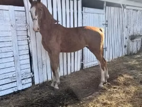 암말, Dutch warmblood horse