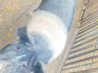 Sow, Pigs — photo 5