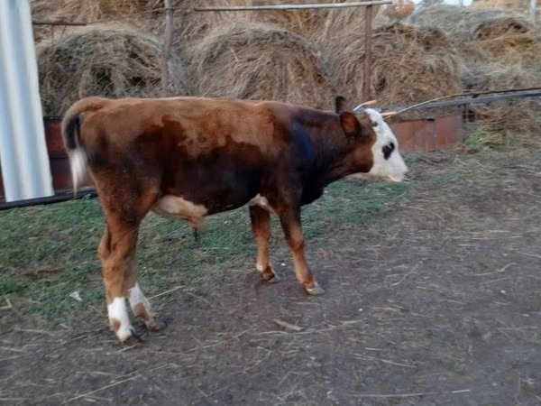 Bull, Cattle — Kazakhstan