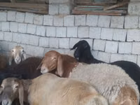 Խոյ, Ոչխարներ — լուսանկար 3
