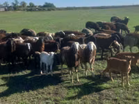 Ram, Sheep — photo 1