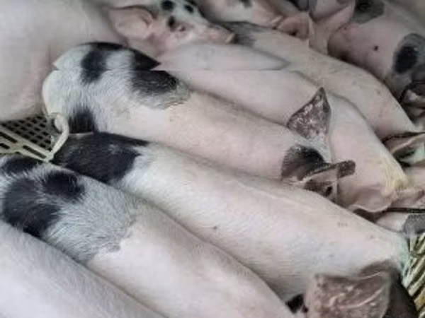 Babi (batch, jenis kelamin tidak disebutkan), Pigs