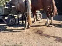 Mare, Horses — photo 2