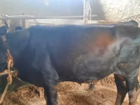 सांड, मवेशी — फ़ोटो 4