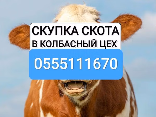 Bull, Cattle — Kyrgyzstan