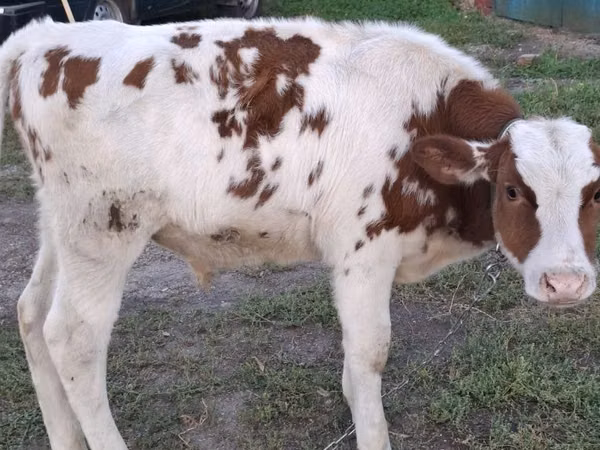 Bull, Simmental cattle — Kazakhstan