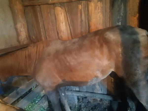 Mare, Horses — Kazakhstan