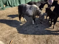 Merrie, Paarden — foto 6
